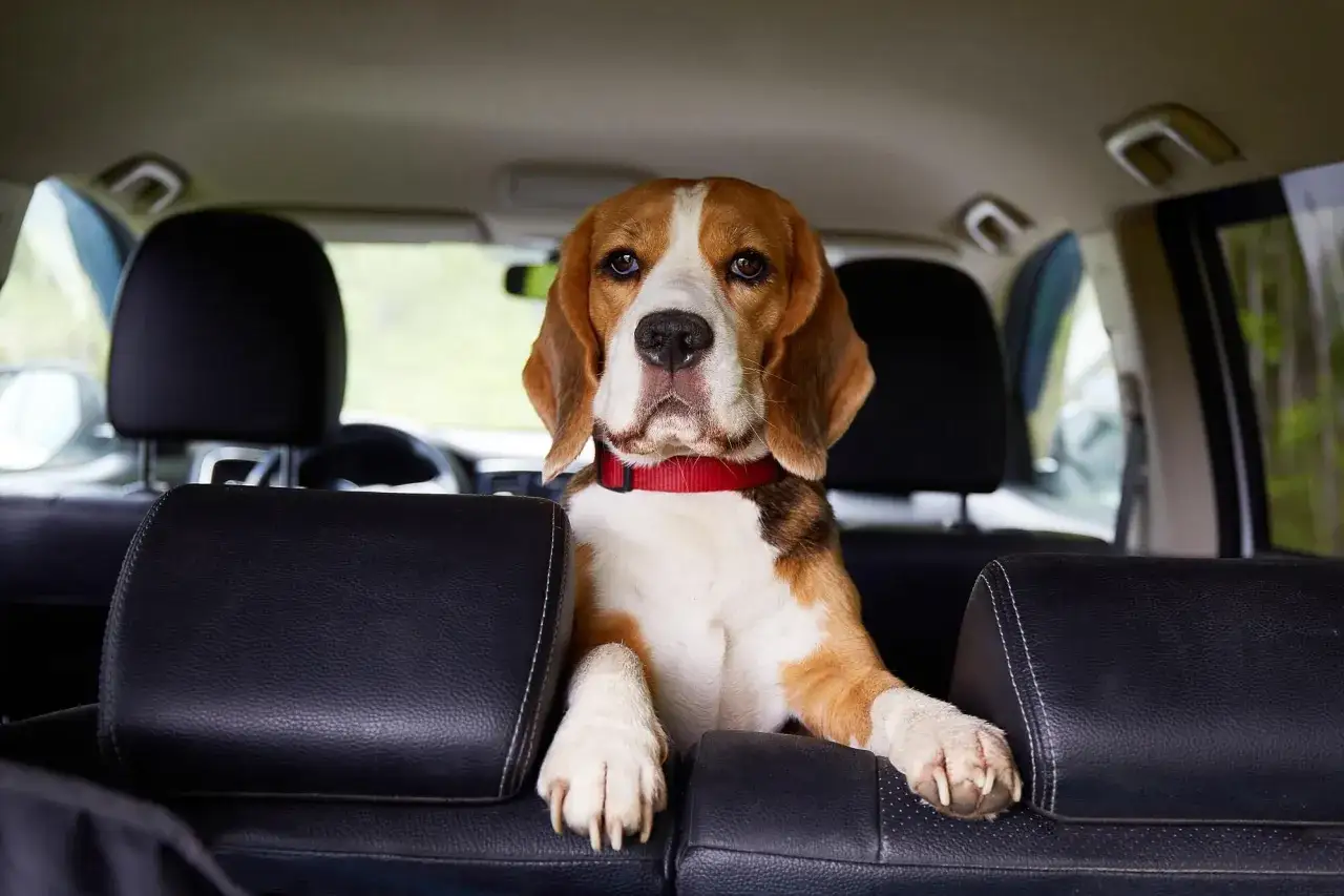 Uroczy beagle w samochodzie. Zastanawiasz się, czym zneutralizować zapach psa w aucie? Ten słodziak może być powodem!