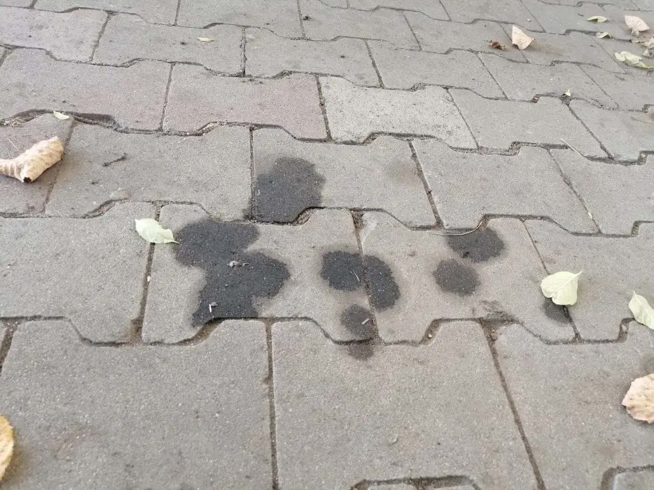 Stare plamy z oleju silnikowego na chodniku. Jak usunąć te ciemne ślady? Liście wokół sugerują jesień.